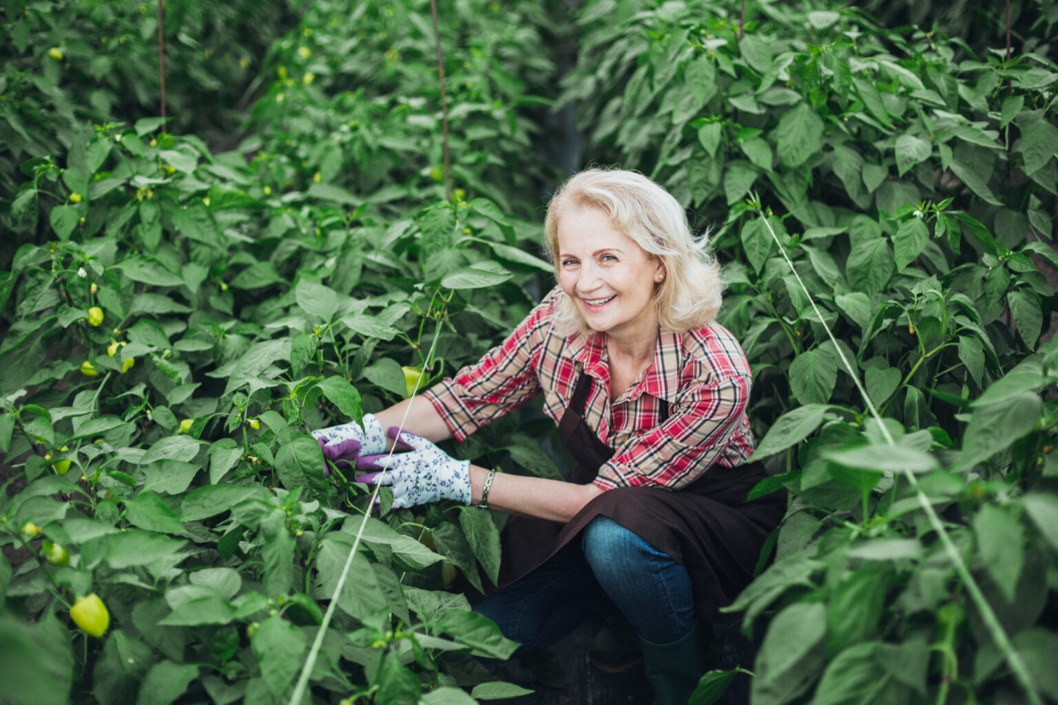 Mature woman spice farmer harvesting peppers