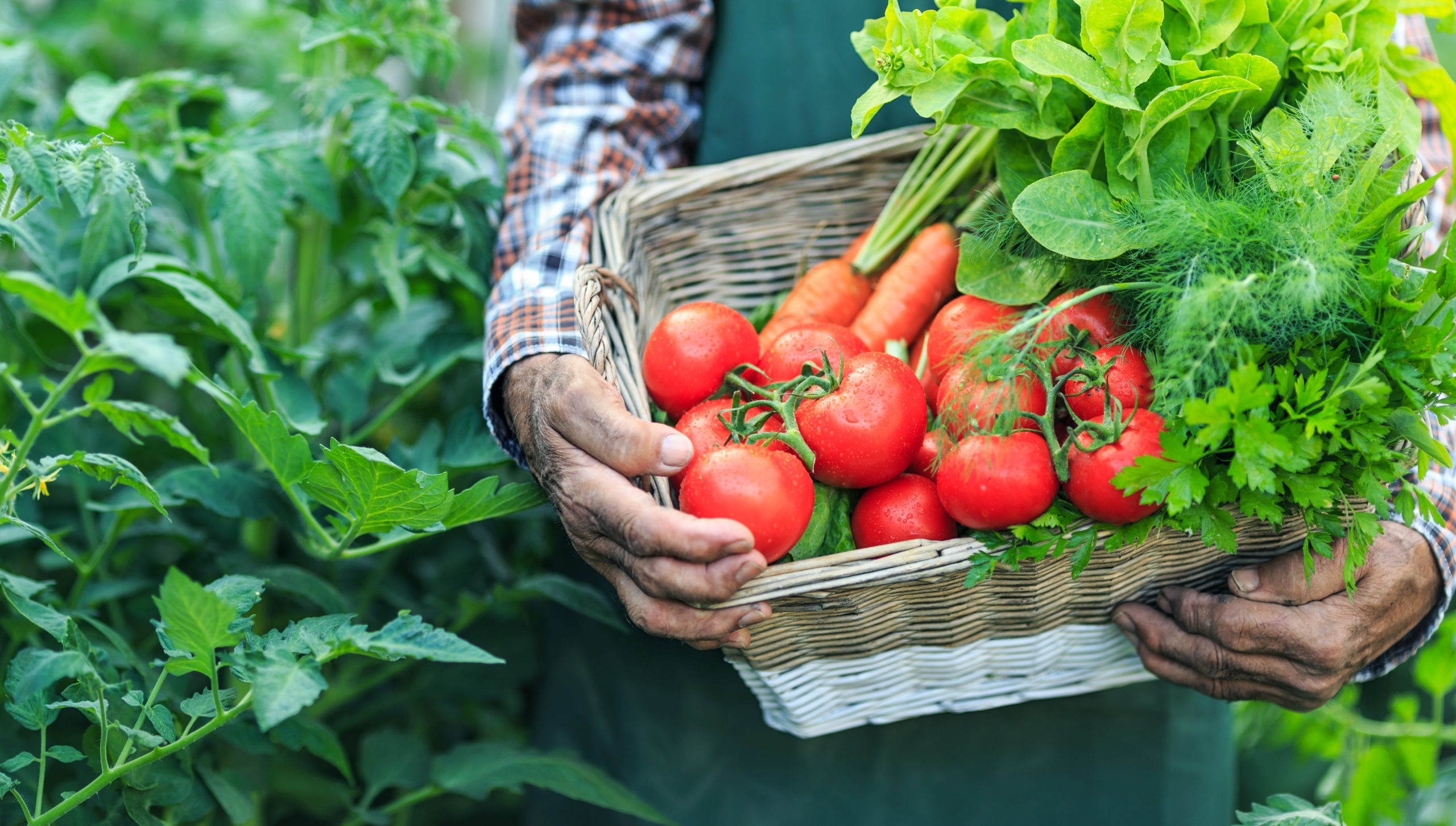 Spice Farmer holding a basket with fresh vegetables, close-up